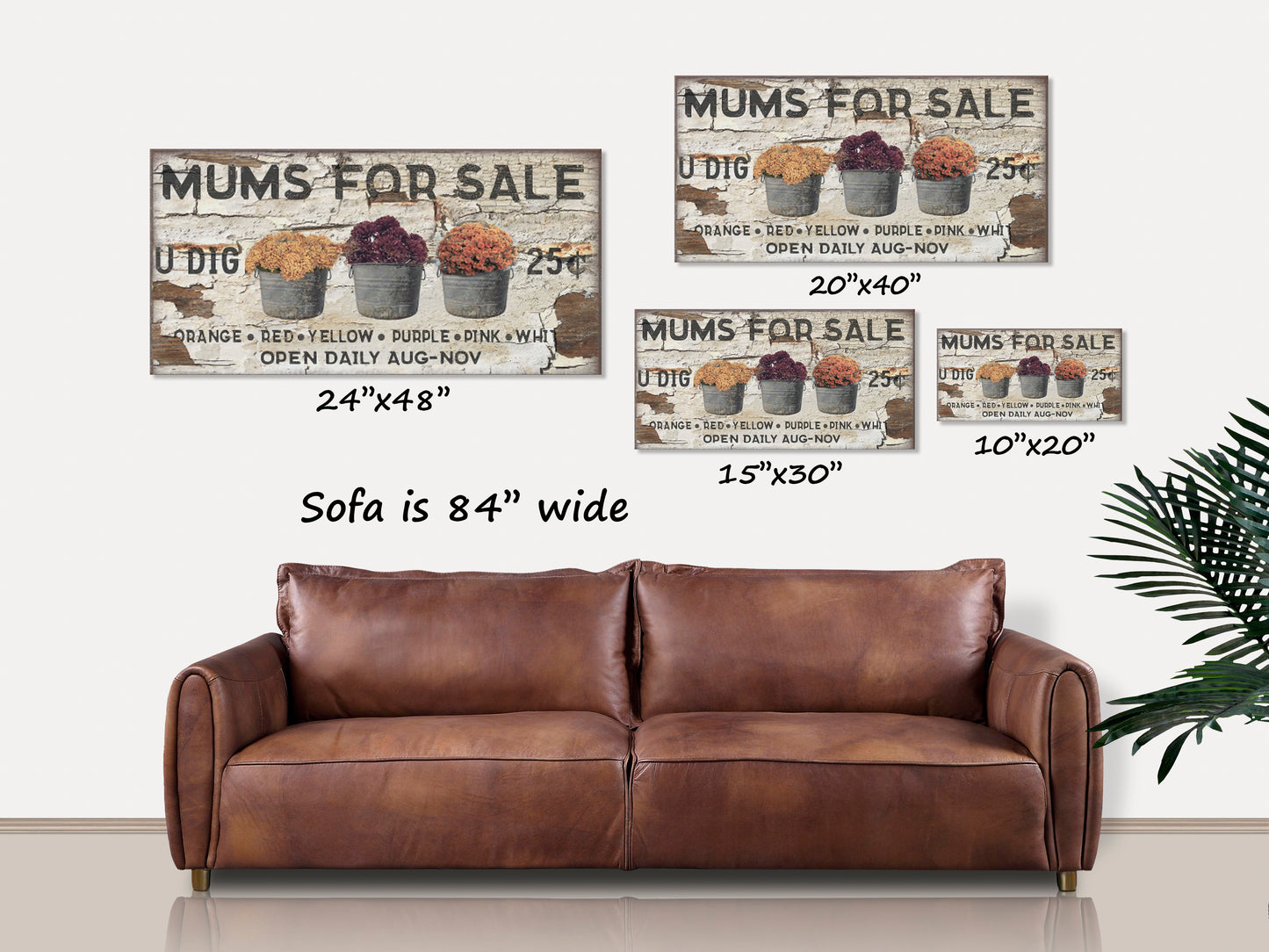 Mums For Sale