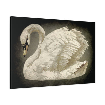 Vintage Black Swan Canvas Art